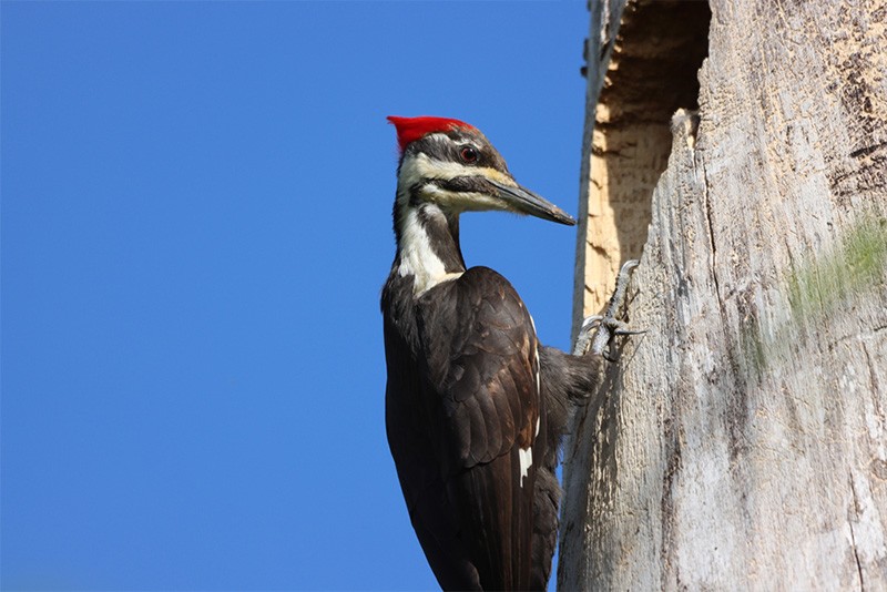 Pileated Populations